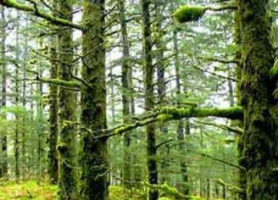 آشنایی با جنگل های ایران آشنایی با جنگل های ایران